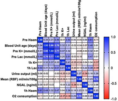 The Effects of Free Heme on Functional and Molecular Changes During Ex Vivo Normothermic Machine Perfusion of Human Kidneys